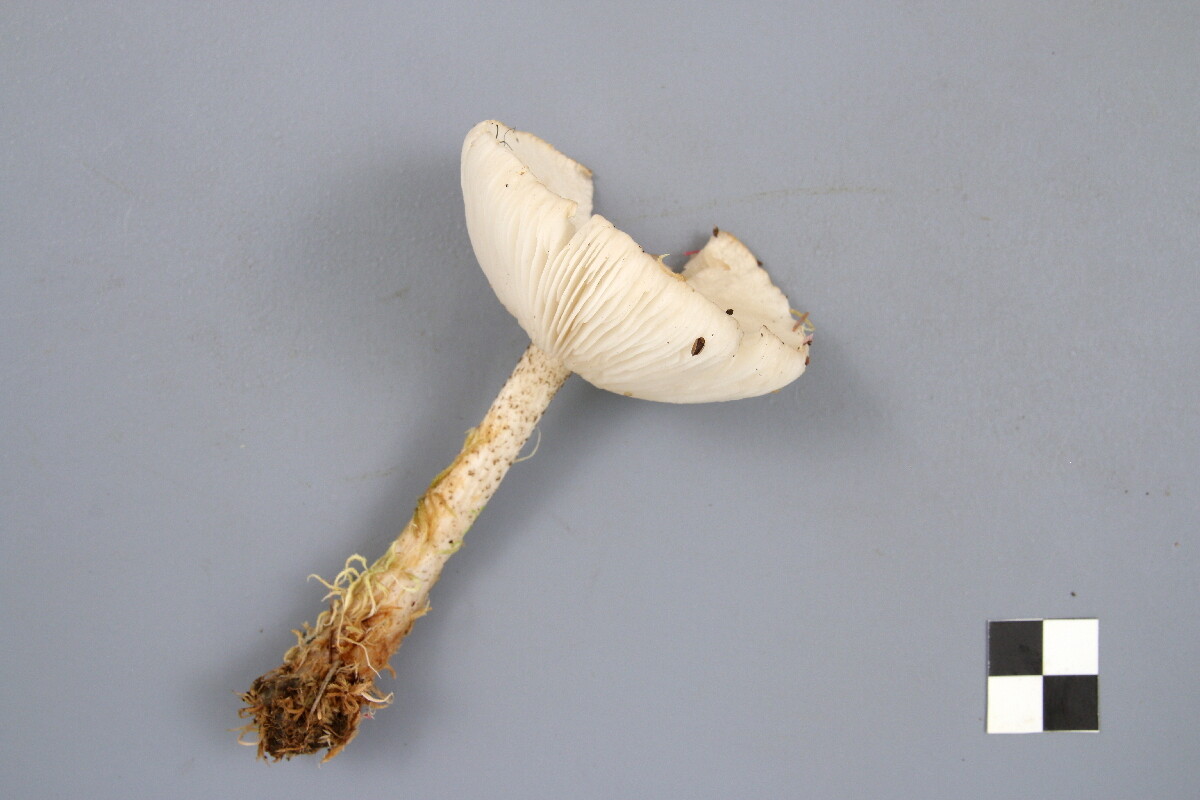 Melanoleuca verrucipes image